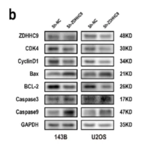 CDK4 Antibody - Fig.