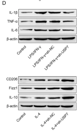TNF alpha Antibody - Fig.