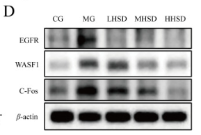 EGFR Antibody - Fig.