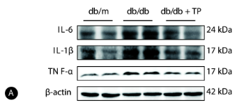 TNF alpha Antibody - Figure 2.