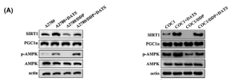 PRKAA2 Antibody - FIGURE 4 Upregulation of the AMPK/SIRT1/PGC1α signaling pathway and inhibition of PGC1α acetylation by diallyl trisulfide (DATS).