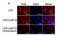 PIK3CG Antibody - Figure 8 Suppression of inflammatory response and the PI3K and NF-κB pathways by SP-D treatment in vitro.