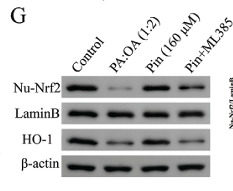 Lamin B1 Mouse Monoclonal Antibody - Fig.