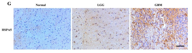HSPA5 Antibody - Fig.