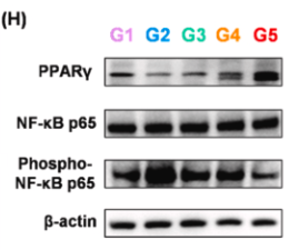 GSDMD N-Terminal Antibody(Mouse specific) - Fig.