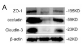 Claudin 3 Antibody - Figure 3.