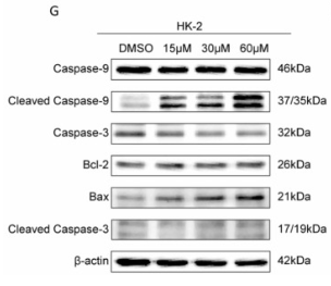 Bax Antibody - Fig.