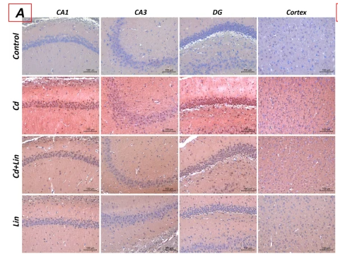 Caspase 3 Antibody - Fig.