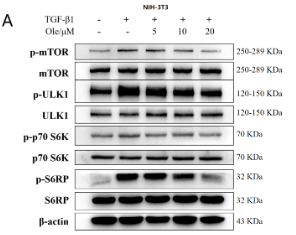 RPS6 Antibody - Figure 7.
