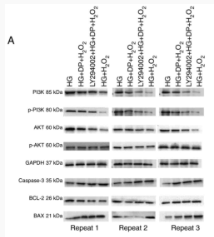 PI3K p85 alpha Antibody - Figure 5.