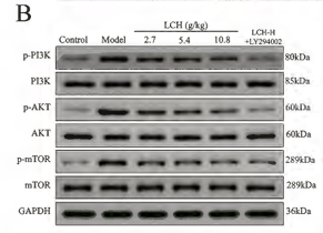 Phospho-PI3K p85 alpha (Tyr607) Antibody - Figure 5.