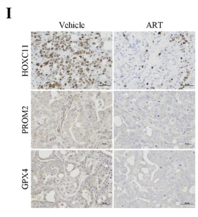 PROM2 Antibody - Fig.