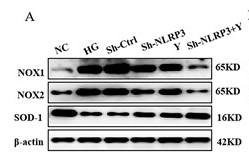 NOX1 Antibody - Figure 4Yimusake can inhibit oxidative stress in vitro.