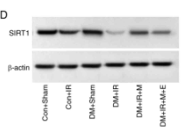 SirT1 Antibody - Figure 1.