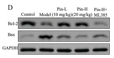 Bcl-2 Antibody - Fig.