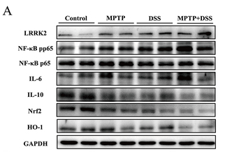 IL6 Antibody - Figure 5 Activation of the NF-κB pathway and inhibition of the Nrf2 pathway in the striatum following increased LRRK2 levels.