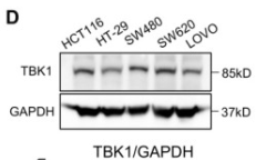 FANCG Antibody - Figure 3.