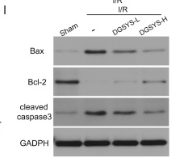 Cleaved-Caspase 3 (Asp175), p17 Antibody - Fig.