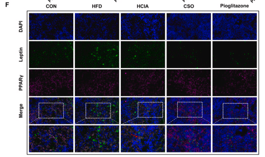 Leptin Antibody - Fig.