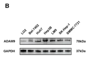 ADAM9 Antibody - Fig.