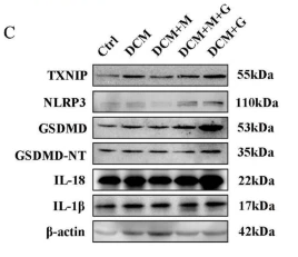 IL18 Antibody - Fig.