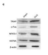 NFAT2 Antibody - Fig.