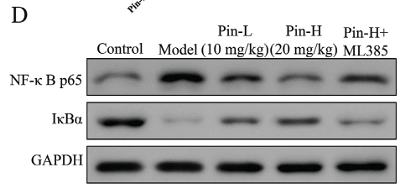IKB alpha Antibody - Fig.