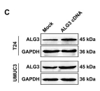 ALG3 Antibody - Fig.