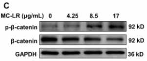 Phospho-beta Catenin (Ser33/Ser37/Thr41) Antibody - Fig.
