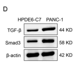 TGF beta 1 Antibody - Fig.