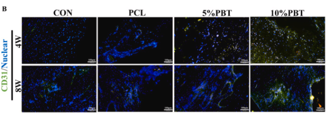 CD31 Antibody - Fig.