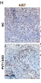 Ki67 Antibody - Fig.