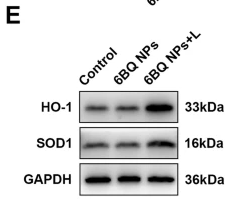 HO-1 Antibody - Fig.