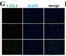 Collagen I Antibody - Fig.