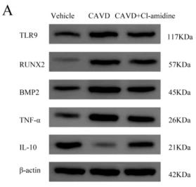 TNF alpha Antibody - Fig.
