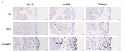 alpha-SMA Antibody - Figure 11.