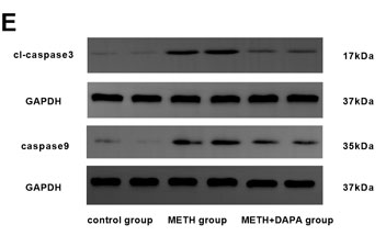 Cleaved-Caspase 3 (Asp175), p17 Antibody - FIGURE 5.