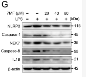 Caspase 8 Antibody - Figure 3.