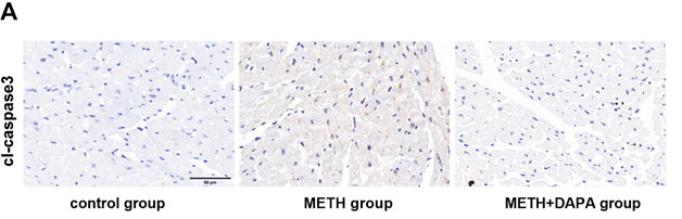 Cleaved-Caspase 3 (Asp175), p17 Antibody - FIGURE 5.