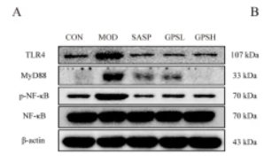 NF-kB p65 Antibody - Fig.
