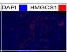 HMGCS1 Antibody - Fig.