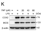 iNOS Antibody - Figure 1.