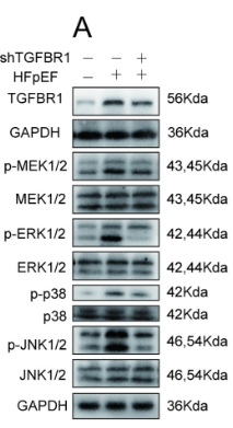 ERK1/2 Mouse monoclonal Antibody - Fig 8.