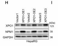 Nucleophosmin Antibody - Fig.