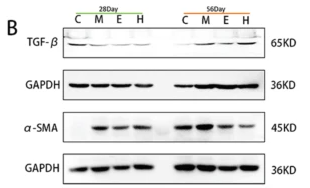 alpha-SMA Antibody - Fig.