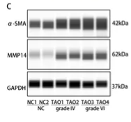 MMP14 Antibody - Figure 2.