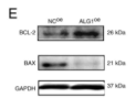 Bcl-2 Antibody - Figure 5.