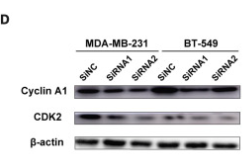 Cyclin A1 Antibody - Figure 5.