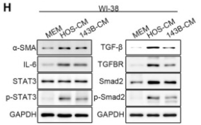 Phospho-STAT3 (Ser727) Antibody - Figure 1.