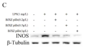 iNOS Antibody - Fig.